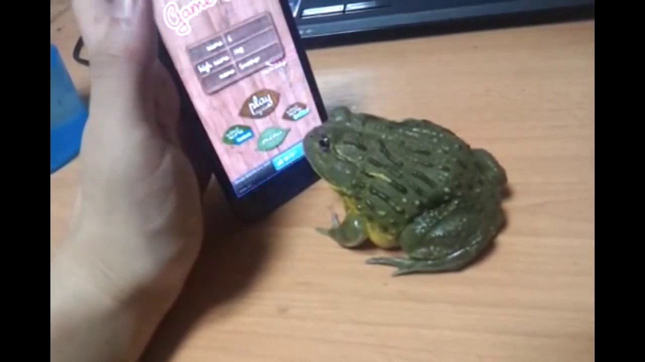 Crazy frog bites finger of his owner no ringdingding for funny Compilation 2013 fail [HD+] ПРИКОЛЫ