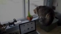 Funny Videos _ Funny Cats _ Funny Vines Videos _ Cool Cute Funny Videos