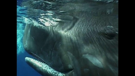 Jurassic Fight Club - EP05: le tueur des mers profondes - video dailymotion