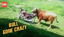 LOL Bull Gone Crazy Funny Video