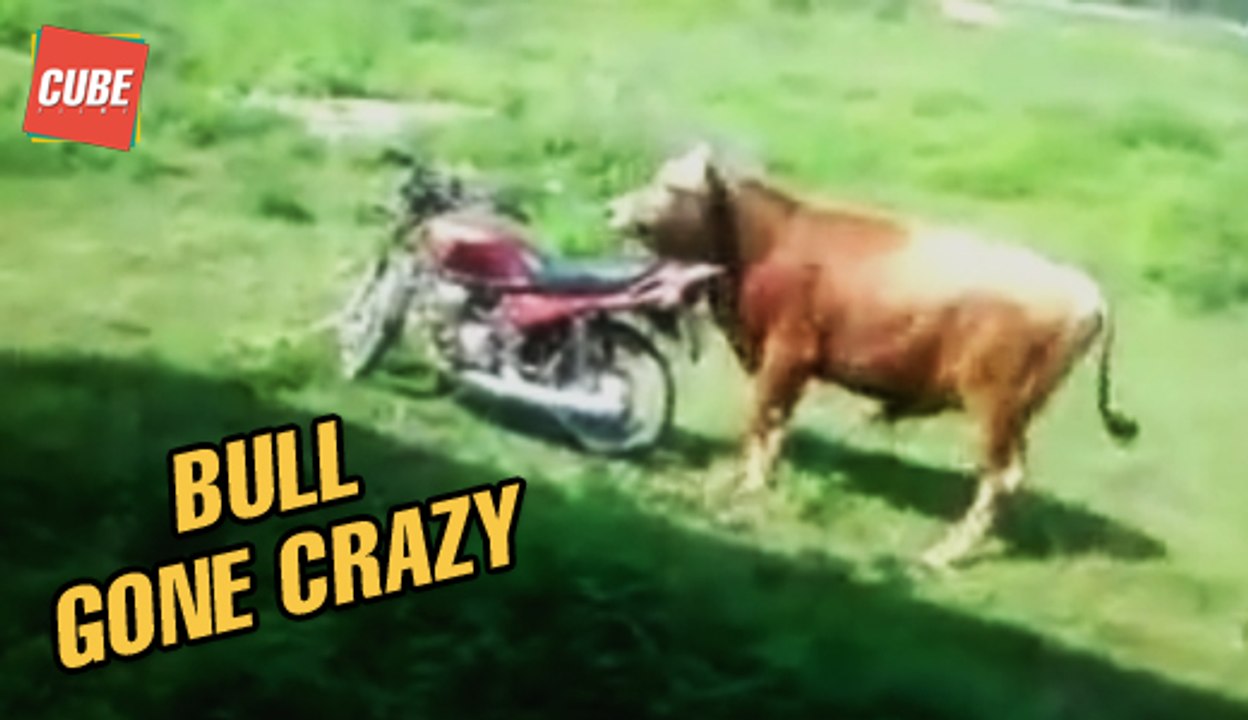 LOL Bull Gone Crazy Funny Video