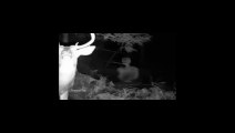 Ghost Sighting Caught on Deer Cam