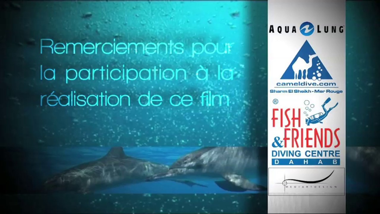 Requins