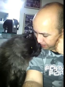 Un chat adorable redemande des calins