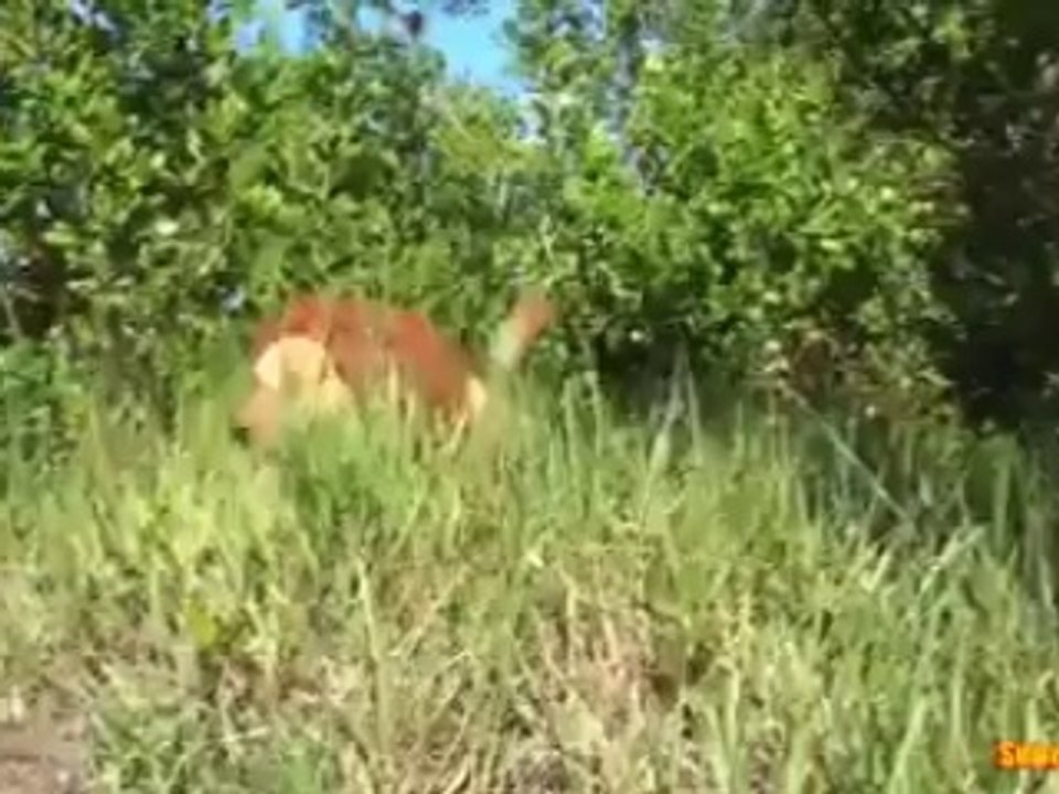 BLAGUE DU JOUR : Chien déguisé en lion fout la panique en ville