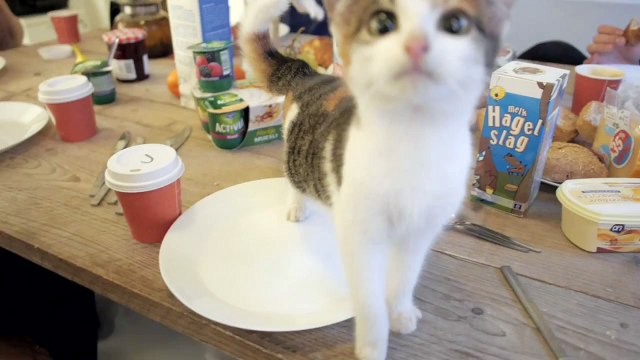 La société Poppy Cat vit chaque jour avec des dizaines de chats