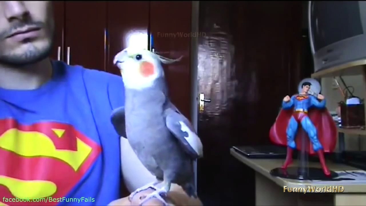 Best Fails, Wins, Vines, Funny, Animal Compilation of the Month