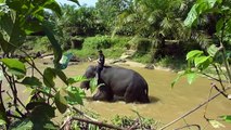محاربون بيئيون على ظهور فيلة لمنع قطع الغابات والصيد باندونيسيا