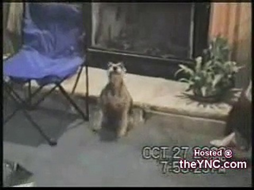 Dancing Animals   Comvdosada, Flv, Httpdpvdo, Lol,  dancing