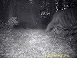 Rare Video of Amur Tiger Family | World Wildlife Fund