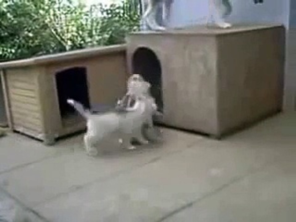 Hungry Puppies run after  Mum  - Голодное свора щенков носится за мамой - Приколы !