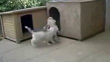 Hungry Puppies run after  Mum  - Голодное свора щенков носится за мамой - Приколы !