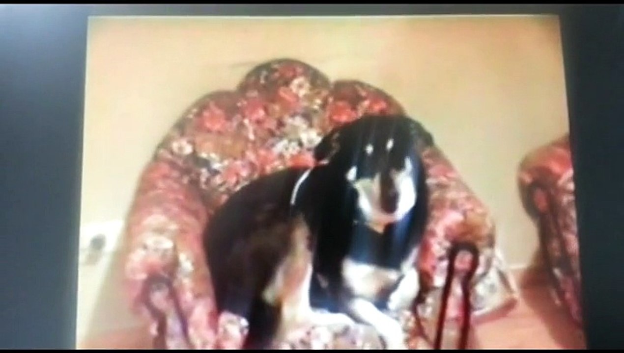 video de valen mi mascota 2