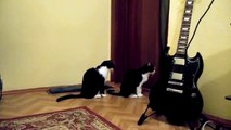 Cat scares and surprises Cat - Кот напугал Кота ! Прикол !