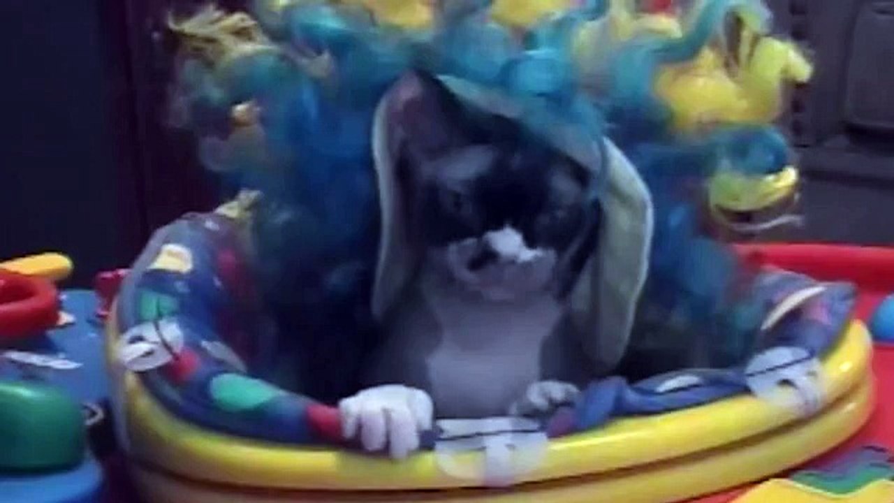 20 Cats Who Hate Their Outfits