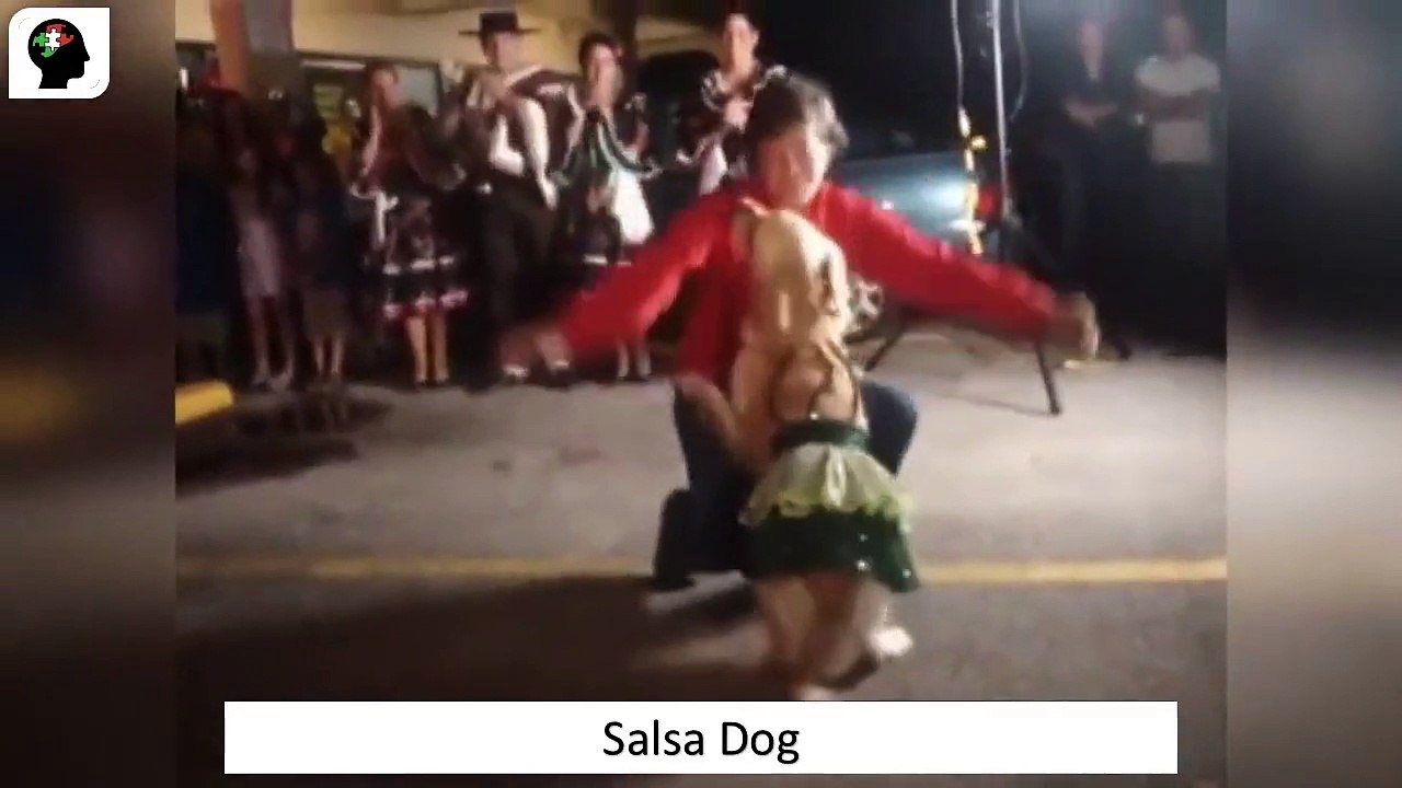 Salsa Dog