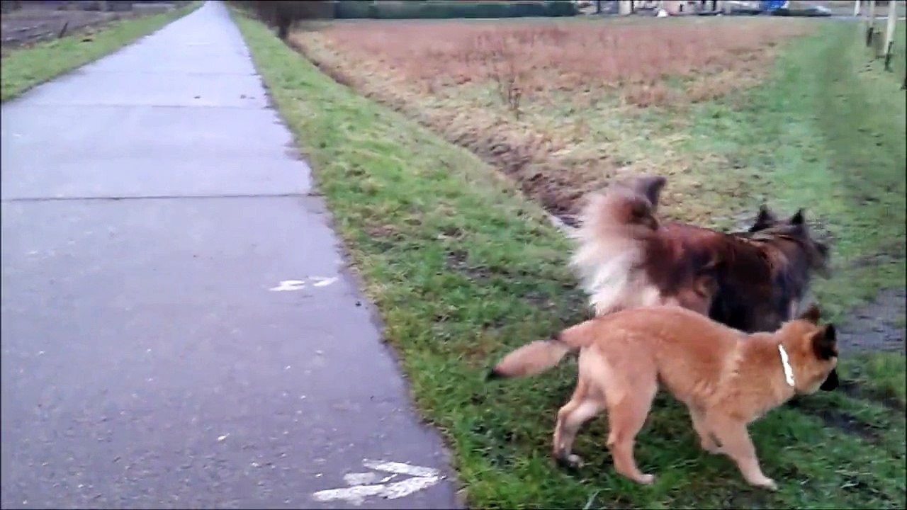 LA CKALIKSOU élevage de Bergers Belges Tervueren Ckali et Nickel de la Ckaliksou janvier 2014