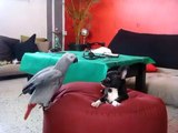 Dog and parrot are best friends - Собака и попугай лучшие друзья