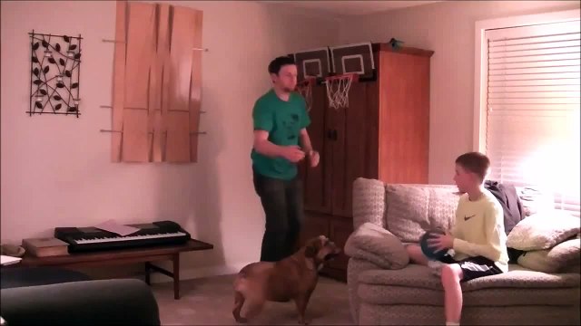 English Bulldog can shoot hoops - Бульдог баскетболист