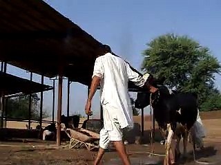 EH dairy farm 419jb (78) ANIMALS