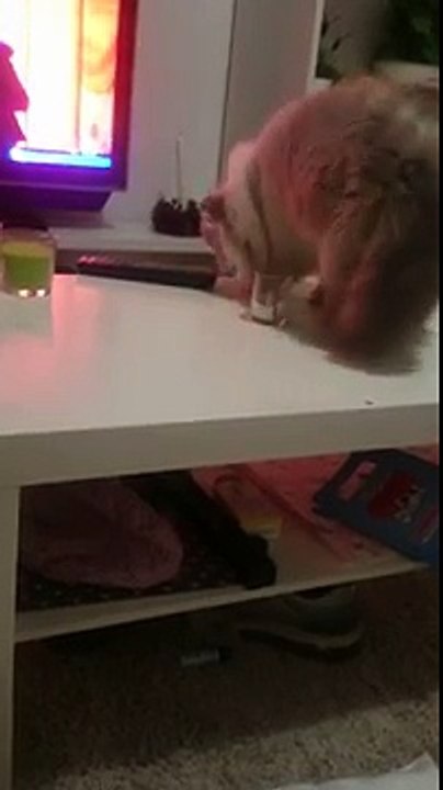 Gato malo (Low)