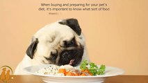Pet Diets For Your Cute Puppies