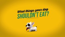 Food that your dog shouldn't eat