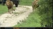 Jan 15 WildEarth Safari AM Drive: 2 Selati Male Lions