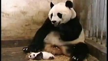Baby Panda Sneezing