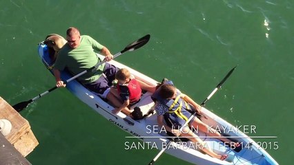 Sea Lion Joins Family On Santa Barbara