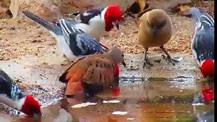 Allah tari shan , Marci of Allah