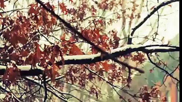 tariq jamil bian mulana tariq jamil biyan