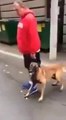 Well trained attack dog : amazing dog training demo!