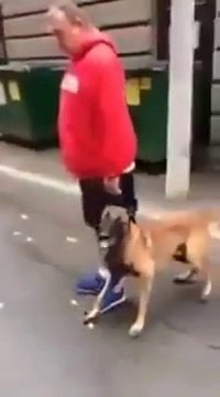 Well trained attack dog : amazing dog training demo!