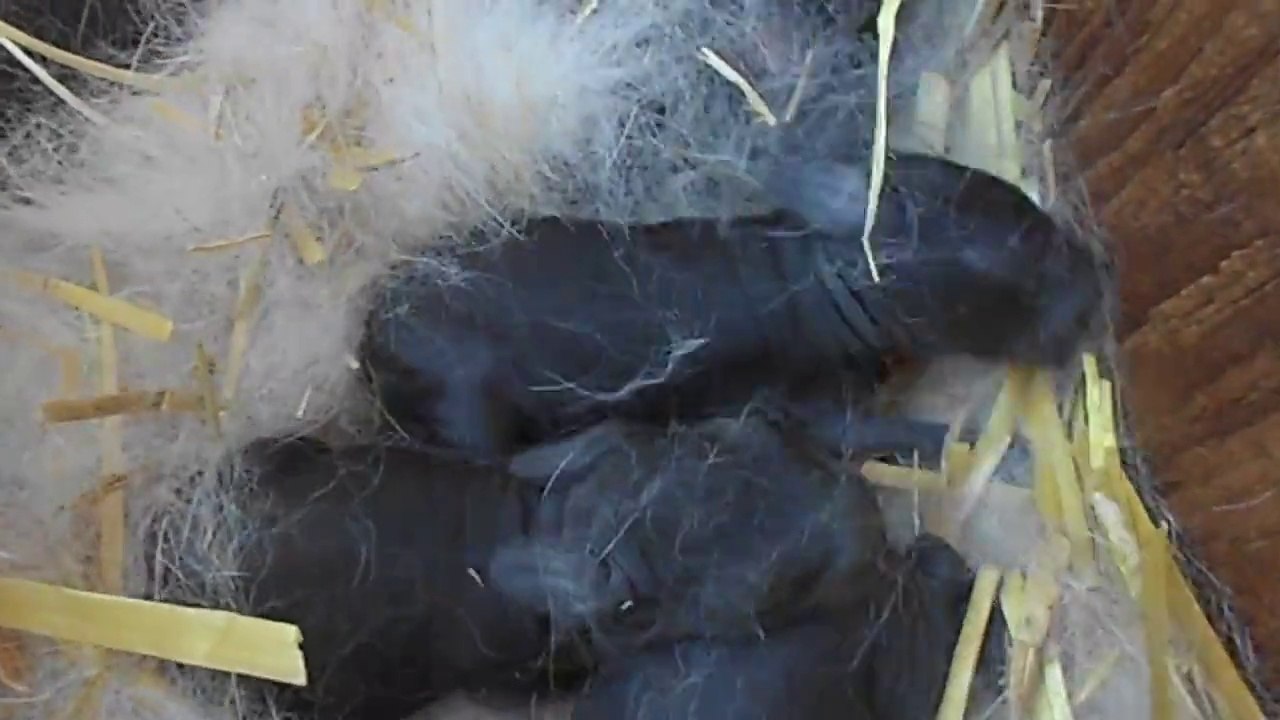 2 days old baby bunnies are so cute