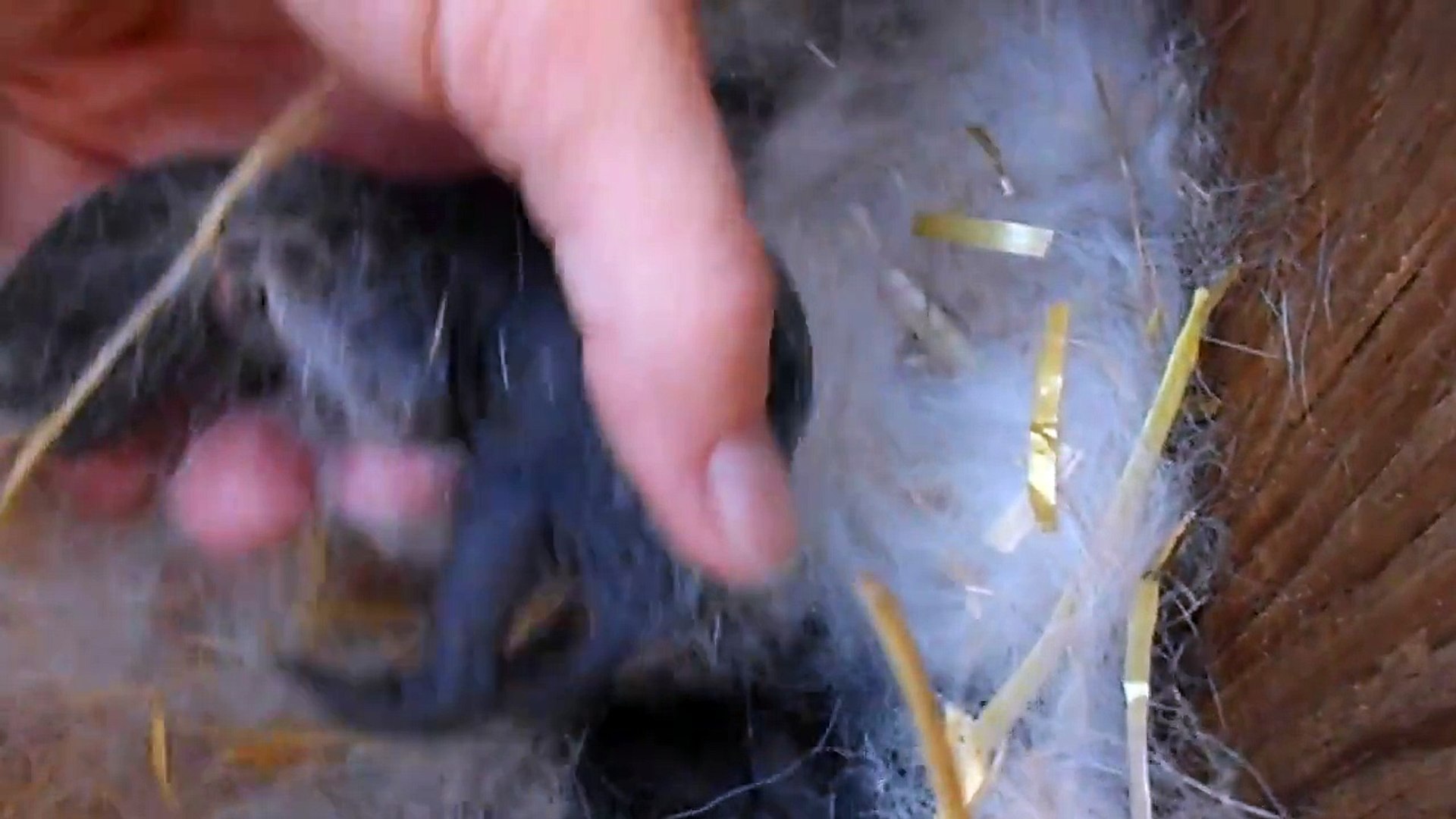 Des Bebes Lapins D A Peine 2 Jours Trop Mignon Video Dailymotion
