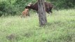 Tiger killing an indian bison twice its size is impressive