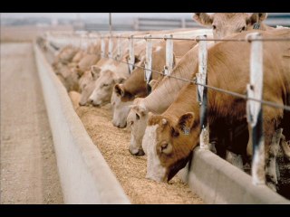 Janwer Farba Khorak Chart by Dr.Ashraf Sahibzada