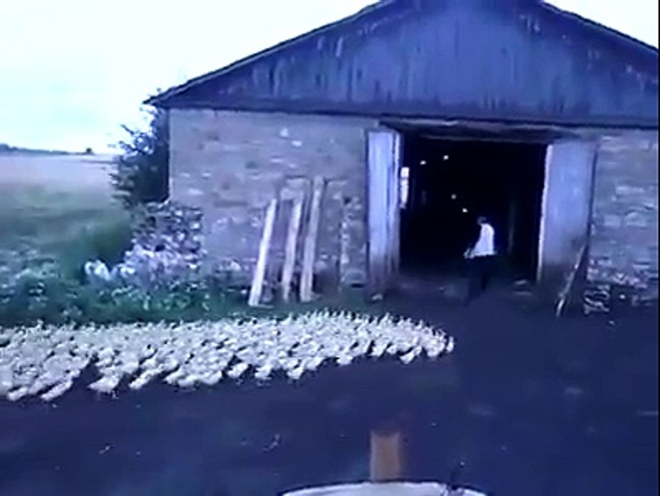 hahaah,chickens very funny