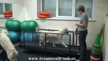 Zoo Center 'Dream Team'
