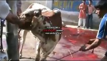 Cow is Attempting to Run Away Before Qurbani  - Eid Special 2014