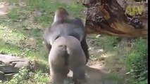 گوریلا کس طرح -Hi- کہتے ہیں ؟ ویڈیو دیکھیں--How Gorilla Say Hi to Everyone--Scarr and Funny as well