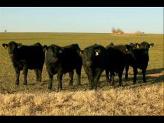 Gosht ki paidawar barhanay k asool Dr.Ashraf Sahibzada