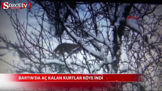 Bartın'da aç kalan kurtlar köye indi