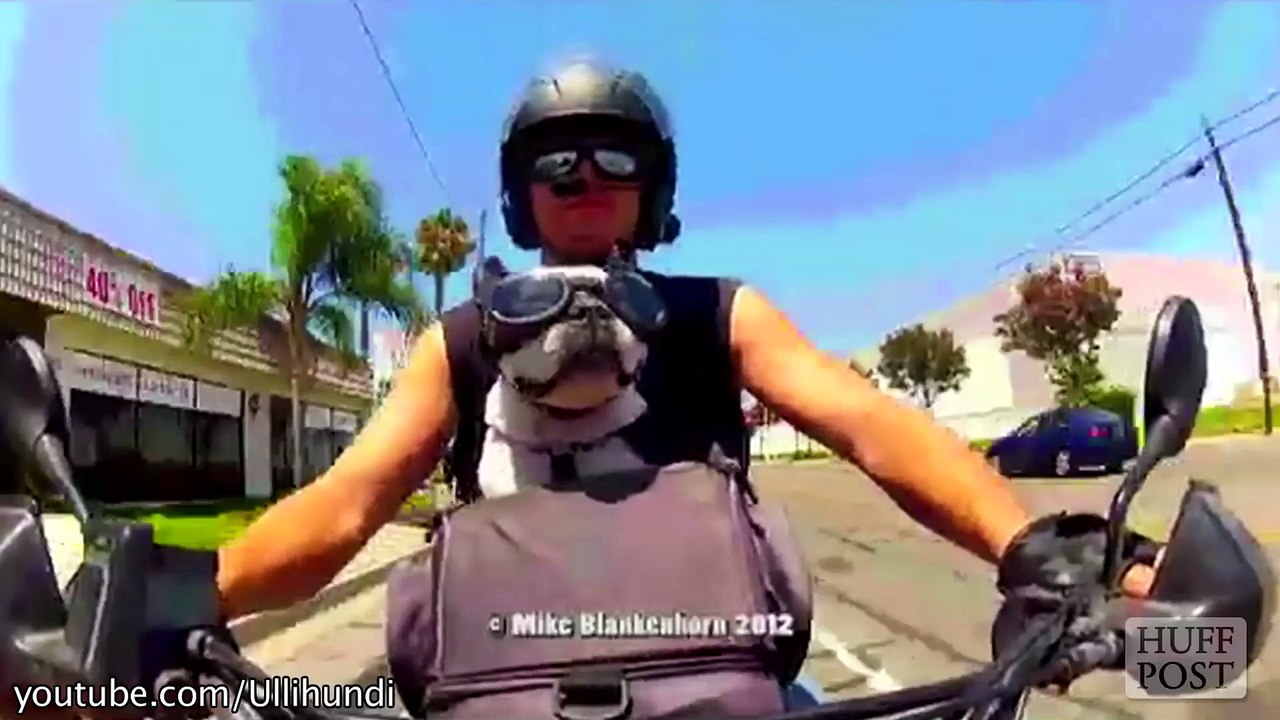 Ces chiens se prennent pour des motards