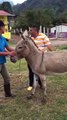 Fat Guy and a Donkey