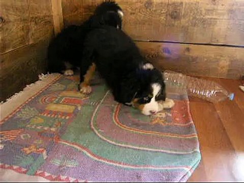 20 fév Lily Rose et la bouteille (femelle verte à côté)