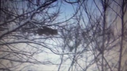 Aç Kalan Kurtlar Köye İndi