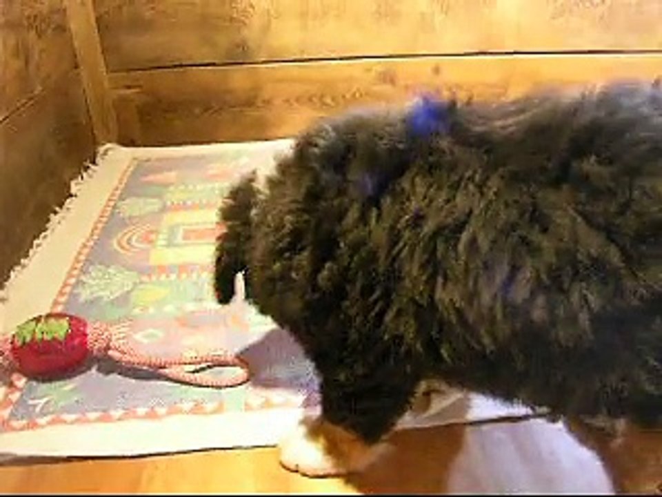 20 fév femelle rose (Liebe et Lily Rose s'amusent à côté)