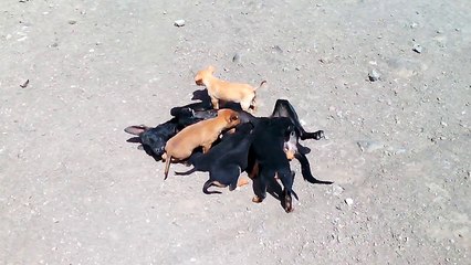 Uma Progenitora cuidando da sua cria 20150219